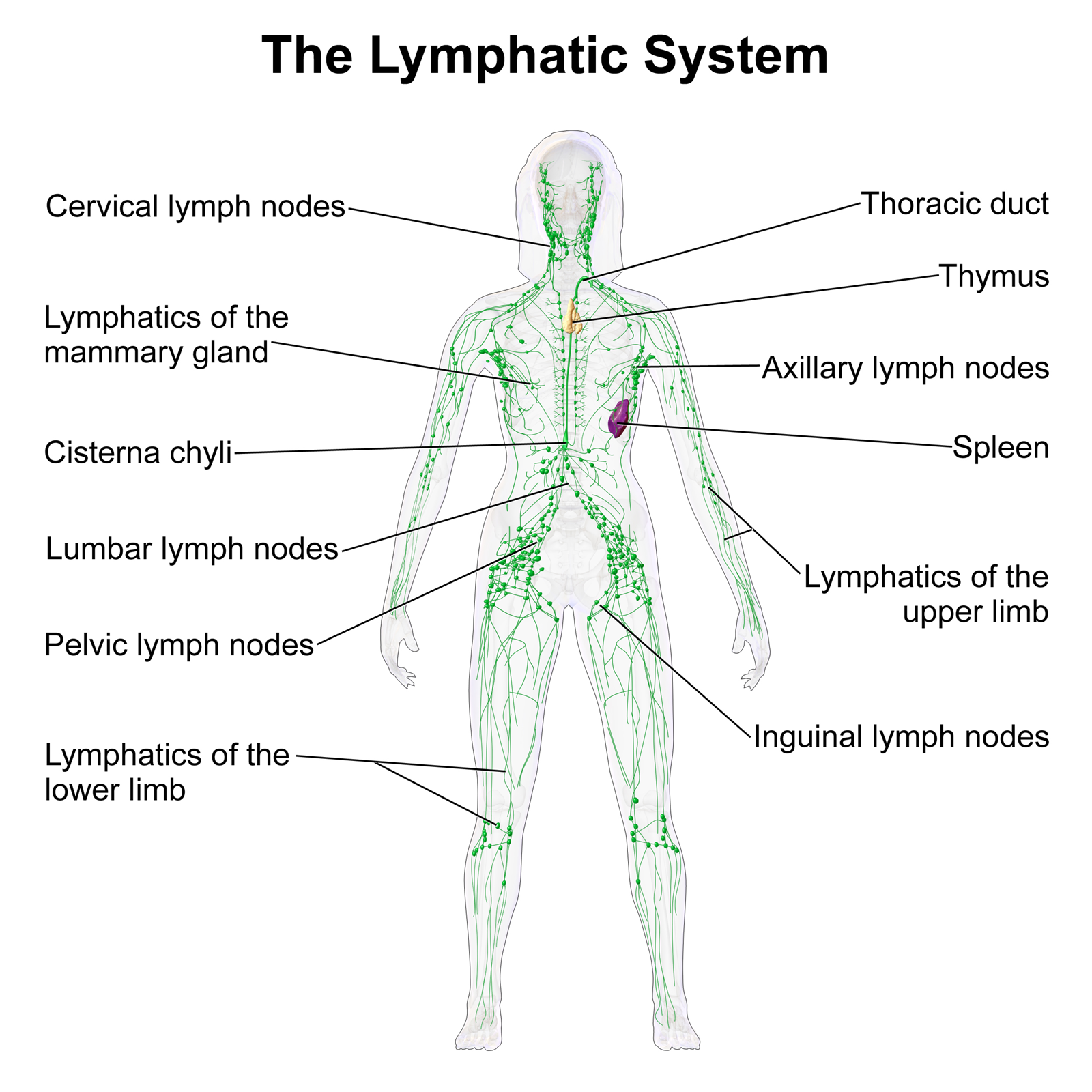 lymphatic system female